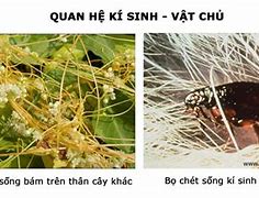 Kí Sinh Cộng Sinh Hội Sinh