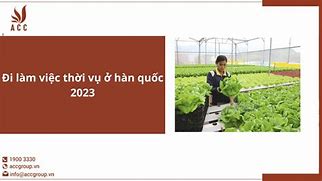 Lao Động Thời Vụ Tại Hàn Quốc 2023